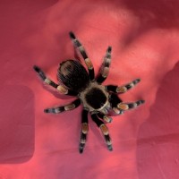 Female Brachypelma hamorii