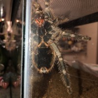 G.Pulchripes.(Ventral Sexing)