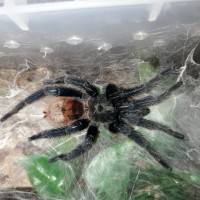 Mature Male GBB