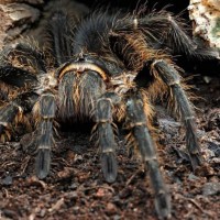 Grammostola vachoni.