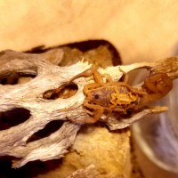 bb baja bark scorpion