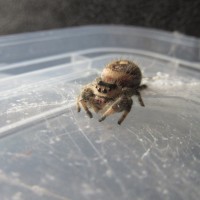 Phidippus regius 0.1.0