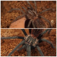 1.0 Xenesthis immanis - Before and After