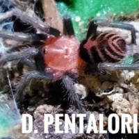 D. Pentaloris