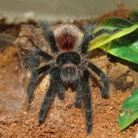 0.1 Grammostola actaeon