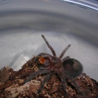 Grammostola pulchra/quirogai