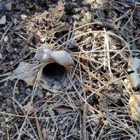 Wild trapdoor burrow (Arbanitis)