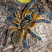 H. pulchripes