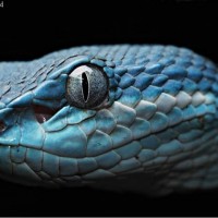 Trimeresurus insularis.