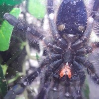 3" Caribena versicolor [ventral sexing]