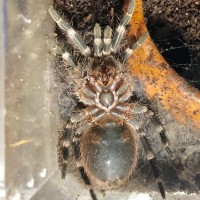 2" Acanthoscurria geniculata [ventral sexing]