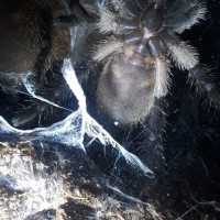 Monocentropus balfouri #1 [ventral sexing]