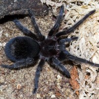 Grammostola pulchra sling