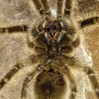 B. albopilosum