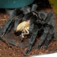 A Post-Molt Treat for Bulldozer (♀ Grammostola pulchra 3.5"+)