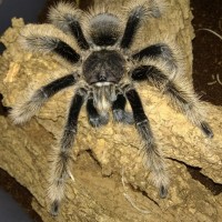 B. albopilosum