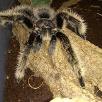 B. albopilosum