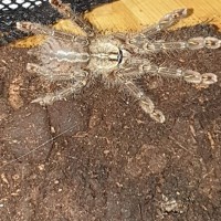 P ornata 14cm