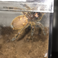 P. murinus