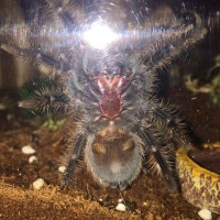 brachypelma albopilosum sexing