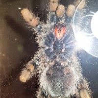 Avicularia 'Kwitara'