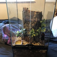 P. ornata AF enclosure