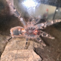 Grammostola Pulchripes