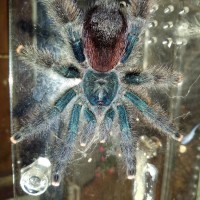 Please help me ID this Avicularia