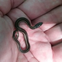 yoy garter snake