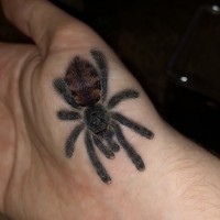 What Avicularia sp/morph