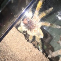 Harpactira pulchripes [ventral sexing] [2/4]