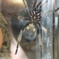 Brachypelma boehmei - ~1.5"