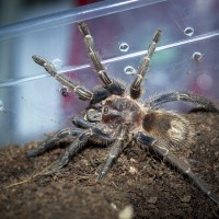 Homoeomma sp. Blue Juvenile Female - 3"