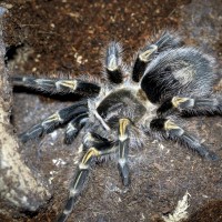 Grammostola pulchripes Sub-Adult Female