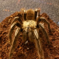 Ephebopus murinus