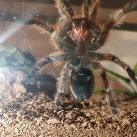 Aphonopelma chalcodes [ventral sexing]