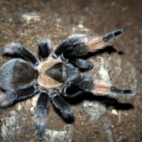 Brachypelma emilia Sub-Adult Female - 4.5"