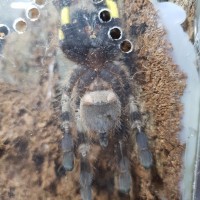 Poecilotheria regalis