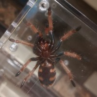 GBB