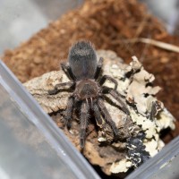 Brachypelma auratum sling