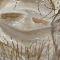 Chilobrachys fimbriatus