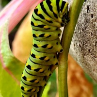 Papilio polyxenes