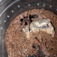 Brachypelma boehmei