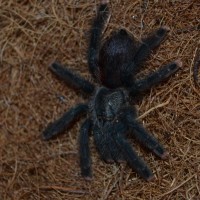 Avicularia avicularia