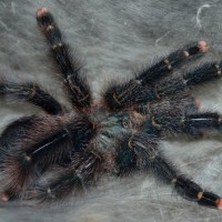 Avicularia sp. Rurrenabaque