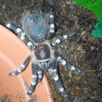 Acanthoscurria geniculata