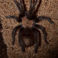 Brachypelma albiceps