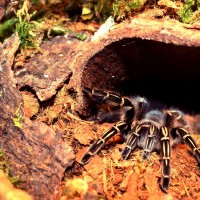 Aphonopelma seemanni