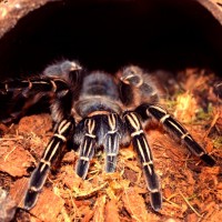 Aphonopelma seemanni