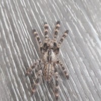 P. Regalis